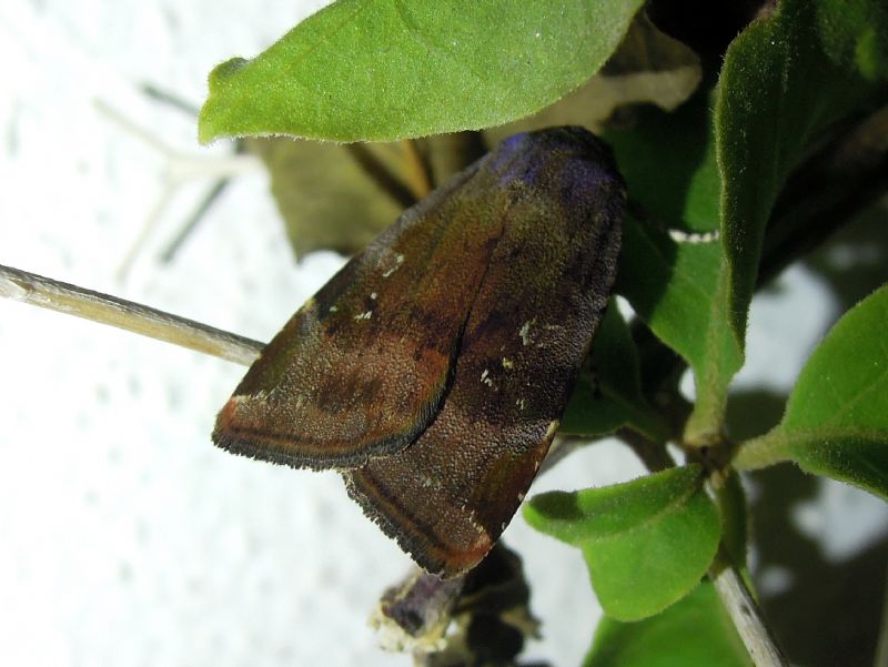 Noctua janthina (Noctuidae)